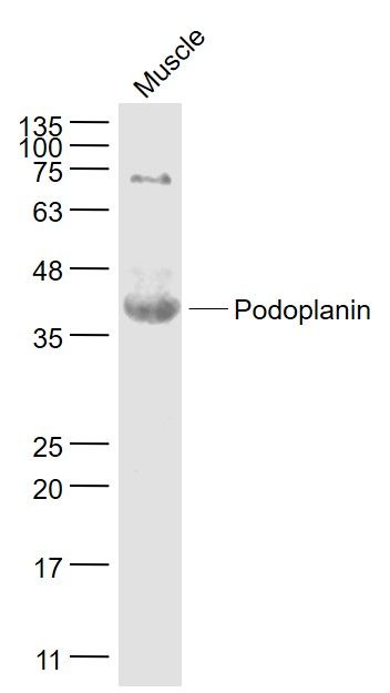 Lane 1: Mouse Muscle; Probed Podoplanin Polyclonal Antibody, unconjugated (bs-1048R) at 1:1000 overnight at 4°C followed by a conjugated secondary antibody for 60 minutes at 37°C.
