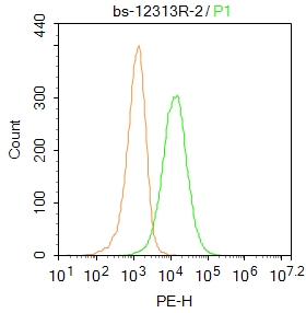 A549 cells were fixed with 4% PFA for 10min at room temperature,permeabilized with 20% PBST for 20 min at room temperature, and incubated in 5% BSA blocking buffer for 30 min at room temperature. Cells were then stained with PHEX Polyclonal Antibody (bs-12313R)at 1:500 dilution in blocking buffer and incubated for 30 min at room temperature, washed twice with 2%BSA in PBS, followed by secondary antibody incubation for 40 min at room temperature. Acquisitions of 20,000 events were performed. Cells stained with primary antibody (green), and isotype control (orange).