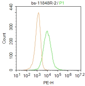 A549 cells were fixed with 4% PFA for 10min at room temperature,permeabilized with 20% PBST for 20 min at room temperature, and incubated in 5% BSA blocking buffer for 30 min at room temperature. Cells were then stained with GPR56 Polyclonal Antibody (bs-11848R)at 1:500 dilution in blocking buffer and incubated for 30 min at room temperature, washed twice with 2%BSA in PBS, followed by secondary antibody incubation for 40 min at room temperature. Acquisitions of 20,000 events were performed. Cells stained with primary antibody (green), and isotype control (orange).