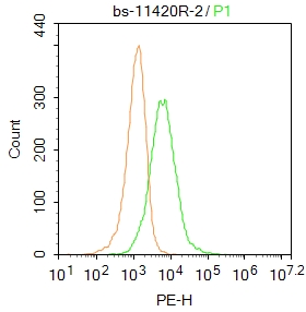 A549 cells were incubated in 5% BSA blocking buffer for 30 min at room temperature. Cells were then stained with NMUR1/GPR66 Polyclonal Antibody (bs-11420R)at 1:50 dilution in blocking buffer and incubated for 30 min at room temperature, washed twice with 2%BSA in PBS, followed by secondary antibody incubation for 40 min at room temperature. Acquisitions of 20,000 events were performed. Cells stained with primary antibody (green), and isotype control (orange).