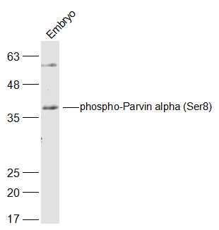 Mouse embryo lysates probed with Parvin alpha (Ser8) Polyclonal Antibody, Unconjugated (bs-19894R) at 1:300 dilution and 4˚C overnight incubation. Followed by conjugated secondary antibody incubation at 1:20000 for 60 min at 37˚C.