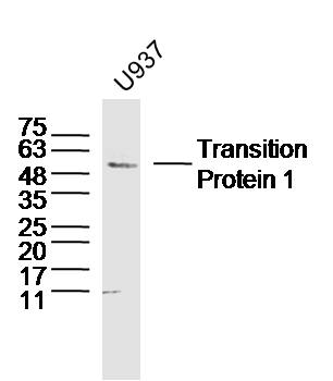 U937 cell lysates probed with Transition Protein 1 Polyclonal Antibody, Unconjugated (bs-20307R) at 1:300 dilution and 4˚C overnight incubation. Followed by conjugated secondary antibody incubation at 1:20000 for 60 min at 37˚C.