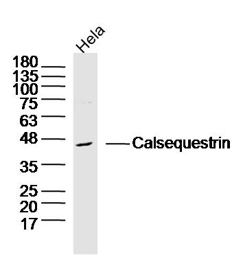 Hela cell lysates probed with Calsequestrin Polyclonal Antibody, Unconjugated (bs-20346R) at 1:300 dilution and 4˚C overnight incubation. Followed by conjugated secondary antibody incubation at 1:20000 for 60 min at 37˚C.