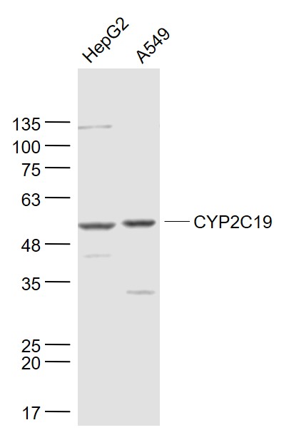 Lane 1: HepG2 cell lysates; Lane 2: A549 cell lysates probed with CYP2C19 Polyclonal Antibody, Unconjugated (bs-20552R) at 1:300 dilution and 4˚C overnight incubation. Followed by conjugated secondary antibody incubation at 1:20000 for 60 min at 37˚C. Lane 1: HepG2 cell lysates; Lane 2: A549 cell lysates probed with CYP2C19 Polyclonal Antibody, Unconjugated (bs-20552R) at 1:300 dilution and 4˚C overnight incubation. Followed by conjugated secondary antibody incubation at 1:20000 for 60 min at 37˚C.