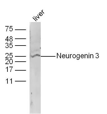 Lane 1: Mouse Liver; Probed Neurogenin 3, unconjugated (bs-0922R) at 1:300 overnight at 4\u00b0C followed by a conjugated secondary antibody for 60 minutes at 37\u00b0C.
