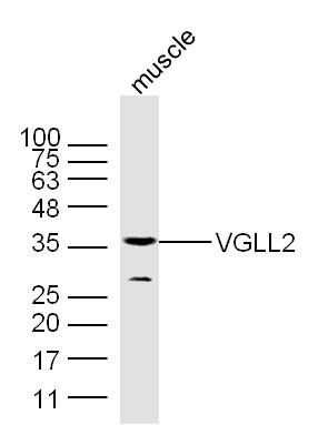 Lane 1: Mouse Muscle; Probed VGLL2, unconjugated (bs-9183R) at 1:300 overnight at 4°C followed by a conjugated secondary antibody for 60 minutes at 37°C.