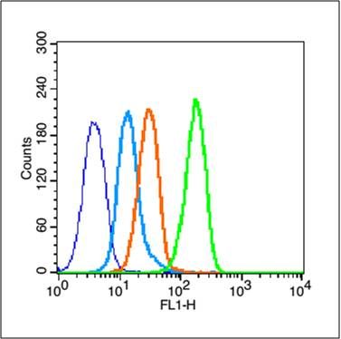 Human MCF-7 Cells fixed with 70% methanol (Overnight at 4℃) and then permeabilized with 90% ice-cold methanol for 30 min on ice. Cells were then probed with rabbit anti-Tau Polyclonal Antibody, Unconjugated (bs-0157R) (green) at 1:100 for 30 minutes followed by a FITC conjugated secondary antibody compared to unstained cells (dark blue), secondary only (light blue), and isotype control (orange).