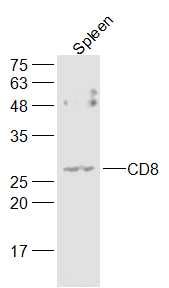 Lane 1: Mouse Spleen; 40ug loaded in each lane; Probed with CD8 Polyclonal Antibody, unconjugated (bs-0648R) at 1:300 overnight at 4°C followed by a conjugated secondary antibody for 60 minutes at 37°C.