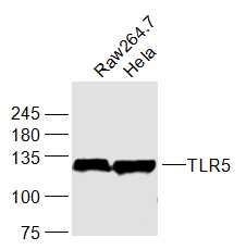 Lane 1: Mouse Raw264.7 Cells; Lane 2: Human Hela Cells; 30ug loaded in each lane; Probed with TLR5 Polyclonal Antibody, unconjugated (bs-1197R) at 1:1000 overnight at 4\u00b0C followed by a conjugated secondary antibody for 60 minutes at 37\u00b0C.