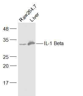 Lane 1: Mouse Raw264.7 Cells (30ug); Lane 2: Mouse Liver (40ug); Probed with IL-1 Beta Polyclonal Antibody, unconjugated (bs-6319R) at 1:500 overnight at 4\u00b0C followed by a conjugated secondary antibody for 60 minutes at 37\u00b0C.