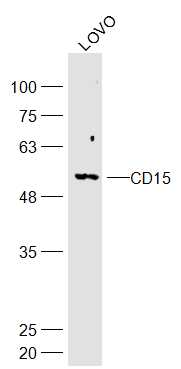 Lovo cell lysates probed with CD15 Polyclonal Antibody, Unconjugated (bs-20726R) at 1:300 dilution and 4˚C overnight incubation. Followed by conjugated secondary antibody incubation at 1:20000 for 60 min at 37˚C.