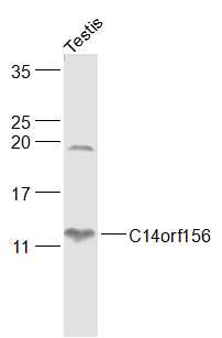 Mouse testis lysates probed with C14orf156 Polyclonal Antibody, Unconjugated (bs-21033R) at 1:1000 dilution and 4˚C overnight incubation. Followed by conjugated secondary antibody incubation at 1:20000 for 60 min at 37˚C.