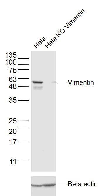 Lane 1: Hela cell lysates; Lane 2: Hela KO Vimentin cell lysates probed with Vimentin Polyclonal Antibody, Unconjugated (bs-0756R) at 1:1000 dilution and 4˚C overnight incubation. Followed by conjugated secondary antibody incubation at 1:20000 for 60 min at 37˚C.
