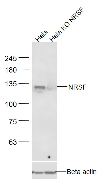 Lane 1: Hela cell lysates; Lane 2: Hela KO NRSF cell lysates probed with NRSF Polyclonal Antibody, Unconjugated (bs-2590R) at 1:1000 dilution and 4˚C overnight incubation. Followed by conjugated secondary antibody incubation at 1:20000 for 60 min at 37˚C.
