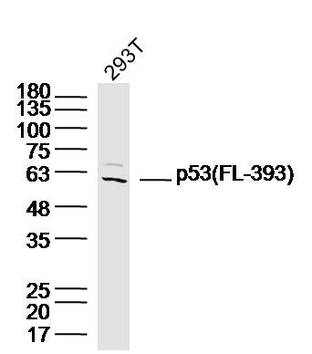 Human 293T Cell lysate (30ug), probed with p53 (FL-393) Polyclonal Antibody, Unconjugated (bs-8687R) at 1:300 overnight at 4˚C. Followed by incubation with secondary antibody at 1:20000 for 90min at 37C.