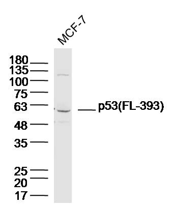 Human MCF-7 Cell lysate (40ug), probed with p53 (FL-393) Polyclonal Antibody, Unconjugated (bs-8687R) at 1:300 overnight at 4˚C. Followed by incubation with secondary antibody at 1:20000 for 90min at 37C.