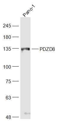 Human Panc-1 Cell lysate (30ug), probed with PDZD8 Polyclonal Antibody, Unconjugated (bs-9043R) at 1:1000 overnight at 4˚C. Followed by incubation with secondary antibody at 1:20000 for 90min at 37C.
