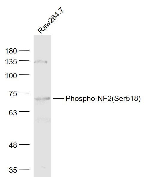 Raw264.7 cell lysates probed with Phospho-NF2 (Ser518)  Polyclonal Antibody, Unconjugated (bs-3291R) at 1:1000 dilution and 4˚C overnight incubation. Followed by conjugated secondary antibody incubation at 1:20000 for 60 min at 37˚C.