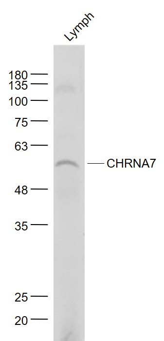 Mouse lymph node lysates probed with CHRNA7 Polyclonal Antibody, Unconjugated (bs-1049R) at 1:1000 dilution and 4˚C overnight incubation. Followed by conjugated secondary antibody incubation at 1:20000 for 60 min at 37˚C.