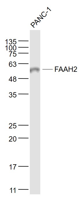 Panc-1 cell lysates probed with FAAH2 Polyclonal Antibody, Unconjugated (bs-5119R) at 1:1000 dilution and 4°C overnight incubation. Followed by conjugated secondary antibody incubation at 1:20000 for 60 min at 37°C.