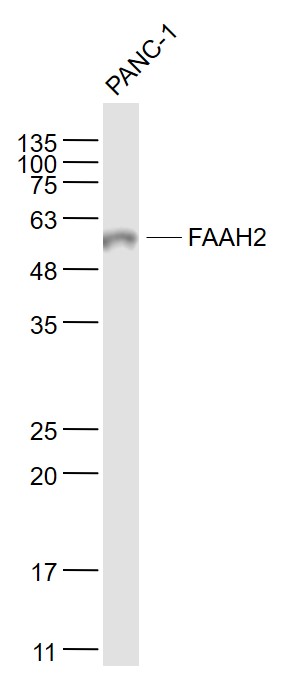 Panc-1 cell lysates probed with FAAH2 Polyclonal Antibody, Unconjugated (bs-5119R) at 1:1000 dilution and 4˚C overnight incubation. Followed by conjugated secondary antibody incubation at 1:20000 for 60 min at 37˚C.