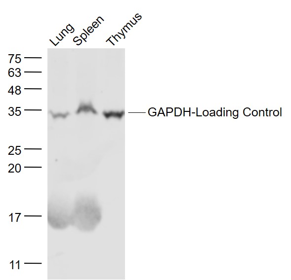 Lane 1: Mouse lung lysates;Lane 2: Mouse spleen lysates; Lane 3: Mouse thymus lysates probed with GAPDH-Loading Control Polyclonal Antibody, Unconjugated (bs-10900R) at 1:1000 dilution and 4˚C overnight incubation. Followed by conjugated secondary antibody incubation at 1:20000 for 60 min at 37˚C.