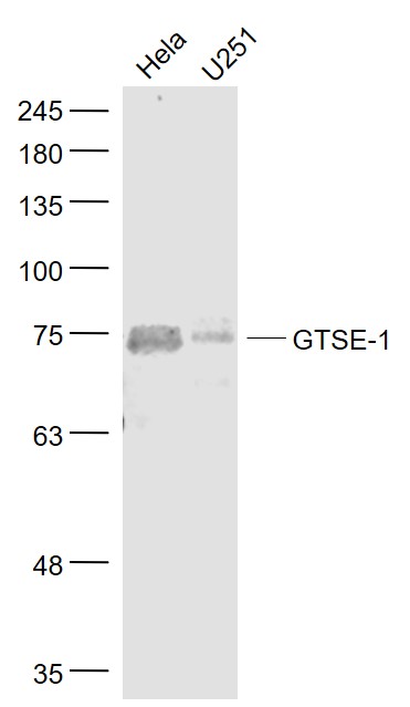 Lane 1: Hela cell lysates; Lane 2: U251 cell lysates probed with GTSE-1 Polyclonal Antibody, Unconjugated (bs-2516R) at 1:1000 dilution and 4˚C overnight incubation. Followed by conjugated secondary antibody incubation at 1:20000 for 60 min at 37˚C.