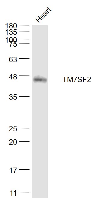 Mouse heart lysates probed with TM7SF2 Polyclonal Antibody, Unconjugated (bs-4221R) at 1:1000 dilution and 4˚C overnight incubation. Followed by conjugated secondary antibody incubation at 1:20000 for 60 min at 37˚C.