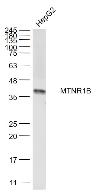 HepG2 cell lysates probed with MTNR1B Polyclonal Antibody, Unconjugated (bs-0963R) at 1:1000 dilution and 4˚C overnight incubation. Followed by conjugated secondary antibody incubation at 1:20000 for 60 min at 37˚C.