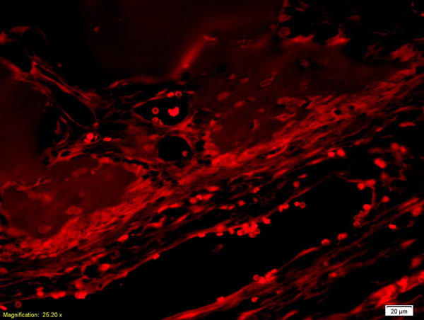 Formalin-fixed and paraffin embedded rabbit alveolar bone tissue labeled with Anti-BMP7 Polyclonal Antibody, Unconjugated (bs-2242R) at 1:300 followed by conjugation to the secondary antibody