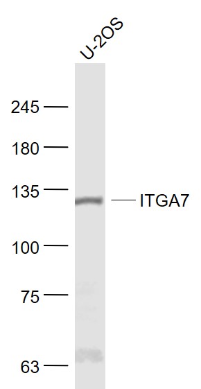 U2OS cell lysates probed with Integrin alpha 7 Polyclonal Antibody, Unconjugated (bs-1816R) at 1:1000 dilution and 4˚C overnight incubation. Followed by conjugated secondary antibody incubation at 1:20000 for 60 min at 37˚C.