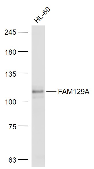 HL60 cell lysates probed with FAM129A Polyclonal Antibody, Unconjugated (bs-6534R) at 1:1000 dilution and 4˚C overnight incubation. Followed by conjugated secondary antibody incubation at 1:20000 for 60 min at 37˚C.