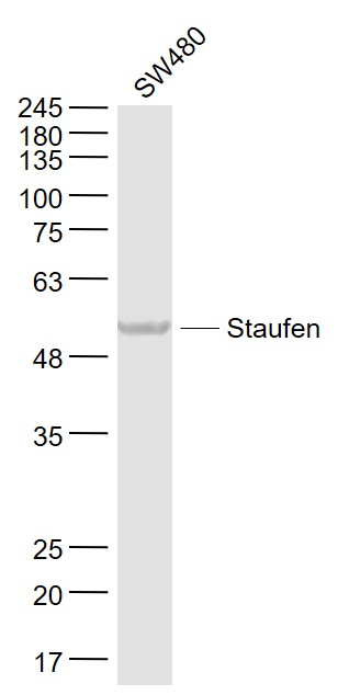 SW480 cell lysates probed with Staufen Polyclonal Antibody, Unconjugated (bs-9877R) at 1:1000 dilution and 4˚C overnight incubation. Followed by conjugated secondary antibody incubation at 1:20000 for 60 min at 37˚C.