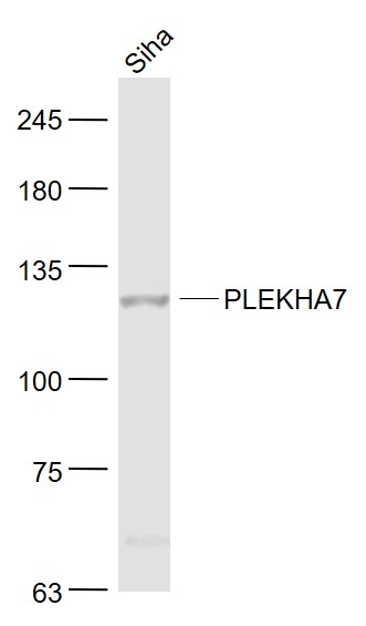 Siha cell lysates probed with PLEKHA7 Polyclonal Antibody, Unconjugated (bs-13730R) at 1:1000 dilution and 4˚C overnight incubation. Followed by conjugated secondary antibody incubation at 1:20000 for 60 min at 37˚C.