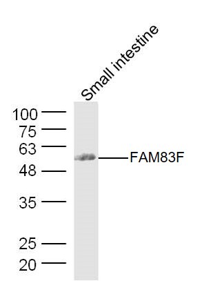 Mouse small intestine lysates probed with FAM83F Polyclonal Antibody, Unconjugated (bs-11009R) at 1:300 dilution and 4˚C overnight incubation. Followed by conjugated secondary antibody incubation at 1:20000 for 60 min at 37˚C.