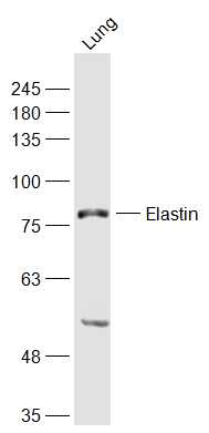 Mouse lung lysates probed with Elastin Polyclonal Antibody, Unconjugated (bs-11057R) at 1:1000 dilution and 4˚C overnight incubation. Followed by conjugated secondary antibody incubation at 1:20000 for 60 min at 37˚C.