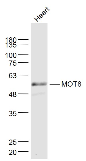 Mouse heart lysates probed with MOT8 Polyclonal Antibody, Unconjugated (bs-11434R) at 1:1000 dilution and 4˚C overnight incubation. Followed by conjugated secondary antibody incubation at 1:20000 for 60 min at 37˚C.