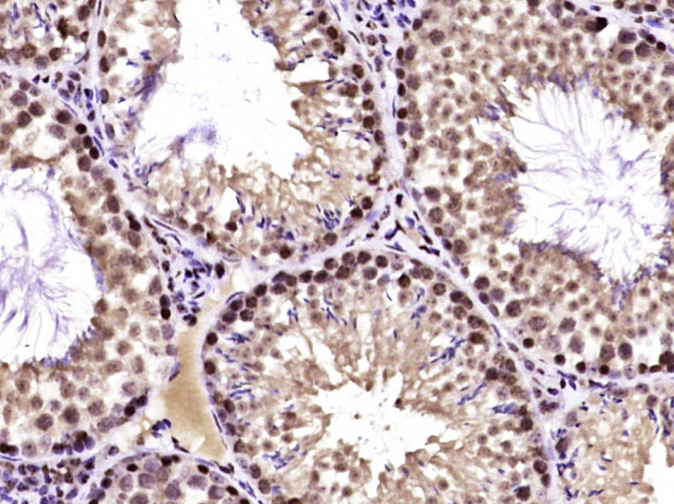 Paraformaldehyde-fixed, paraffin embedded Mouse testis; Antigen retrieval by boiling in sodium citrate buffer (pH6.0) for 15min; Block endogenous peroxidase by 3% hydrogen peroxide for 20 minutes; Blocking buffer (normal goat serum) at 37°C for 30min; Antibody incubation with TUG/ASPC Polyclonal Antibody, Unconjugated (bs-12355R) at 1:400 overnight at 4°C, DAB staining.