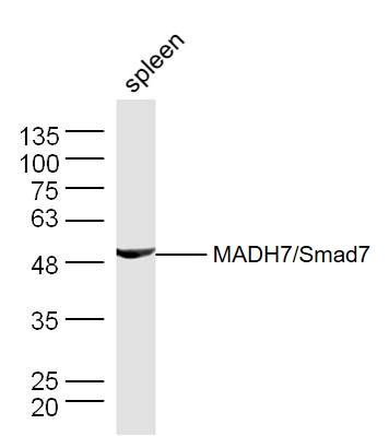 Mouse spleen lysates probed with Smad7 Polyclonal Antibody, Unconjugated (bs-0566R) at 1:300 dilution and 4˚C overnight incubation. Followed by conjugated secondary antibody incubation at 1:20000 for 60 min at 37˚C.
