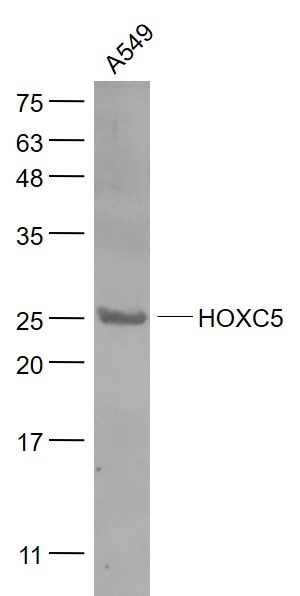 A549 cell lysates probed with HOXC5 Polyclonal Antibody, Unconjugated (bs-11589R) at 1:1000 dilution and 4˚C overnight incubation. Followed by conjugated secondary antibody incubation at 1:20000 for 60 min at 37˚C.