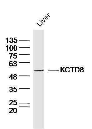 Mouse Liver lysates probed with KCTD8 Polyclonal Antibody, Unconjugated (bs-12087R) at 1:300 dilution and 4˚C overnight incubation. Followed by conjugated secondary antibody incubation at 1:20000 for 60 min at 37˚C.