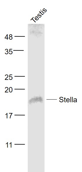 Mouse testis lysates probed with Stella Polyclonal Antibody, Unconjugated (bs-12280R) at 1:1000 dilution and 4˚C overnight incubation. Followed by conjugated secondary antibody incubation at 1:20000 for 60 min at 37˚C.