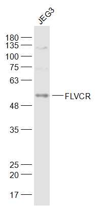 JEG3 cell lysates probed with FLVCR Polyclonal Antibody, Unconjugated (bs-12344R) at 1:1000 dilution and 4˚C overnight incubation. Followed by conjugated secondary antibody incubation at 1:20000 for 60 min at 37˚C.