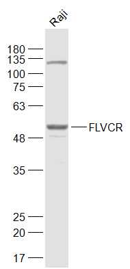 Raji cell lysates probed with FLVCR Polyclonal Antibody, Unconjugated (bs-12344R) at 1:1000 dilution and 4˚C overnight incubation. Followed by conjugated secondary antibody incubation at 1:20000 for 60 min at 37˚C.