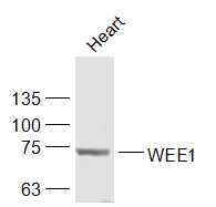 Lane 1: Rat Heart; Probed with WEE1 Polyclonal Antibody, Unconjugated (bs-23526R) at 1:1000 overnight at 4°C followed by a conjugated secondary antibody for 60 minutes at 37°C.