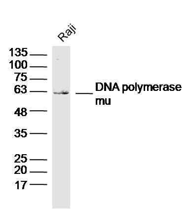 Raji cell lysates probed with DNA polymerase mu Polyclonal Antibody, Unconjugated (bs-13021R) at 1:1000 dilution and 4˚C overnight incubation. Followed by conjugated secondary antibody incubation at 1:20000 for 60 min at 37˚C.