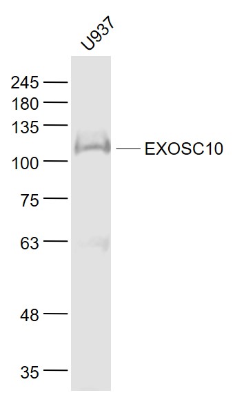 U937 cell lysates probed with EXOSC10/PMSCL2 Polyclonal Antibody, Unconjugated (bs-13120R) at 1:1000 dilution and 4˚C overnight incubation. Followed by conjugated secondary antibody incubation at 1:20000 for 60 min at 37˚C. U937 cell lysates probed with EXOSC10/PMSCL2 Polyclonal Antibody, Unconjugated (bs-13120R) at 1:1000 dilution and 4˚C overnight incubation. Followed by conjugated secondary antibody incubation at 1:20000 for 60 min at 37˚C.