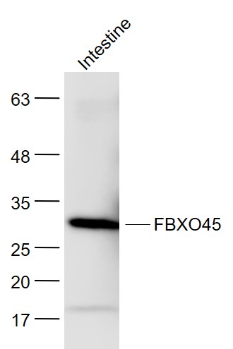 Mouse intestine lysates probed with FBXO45 Polyclonal Antibody, Unconjugated (bs-13150R) at 1:300 dilution and 4˚C overnight incubation. Followed by conjugated secondary antibody incubation at 1:20000 for 60 min at 37˚C.