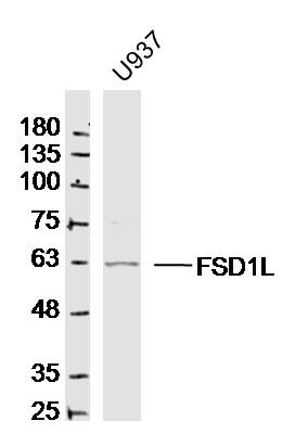 U937 cell lysates probed with FSD1L/CCDC10 Polyclonal Antibody, Unconjugated (bs-13221R) at 1:300 dilution and 4˚C overnight incubation. Followed by conjugated secondary antibody incubation at 1:20000 for 60 min at 37˚C.