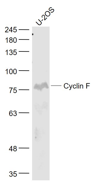 U2os cell lysates probed with Cyclin F Polyclonal Antibody, Unconjugated (bs-1686R) at 1:1000 dilution and 4˚C overnight incubation. Followed by conjugated secondary antibody incubation at 1:20000 for 60 min at 37˚C.